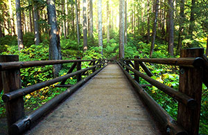 Click for Larger Image Custom Wall Art  – Abstract – Forest Boardwalk